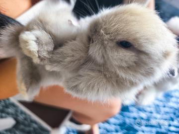 Cuccioli di coniglio Testa di Leone