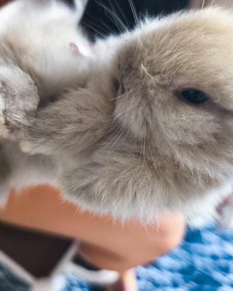 Cuccioli di coniglio Testa di Leone