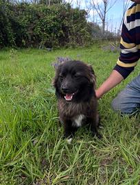 Cucciolo taglia piccola in adozione