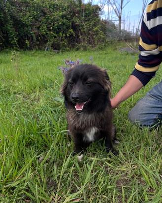 Cucciolo taglia piccola in adozione