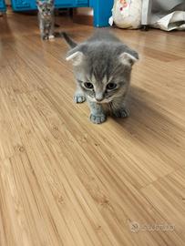 Gatto scottish fold 