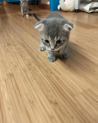 Gatto scottish fold 