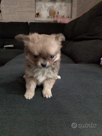Chihuahua mini Toy