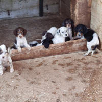 Setter inglesi di 60 giorni