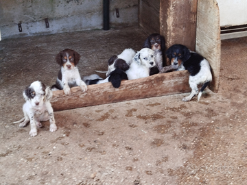 Setter inglesi di 60 giorni