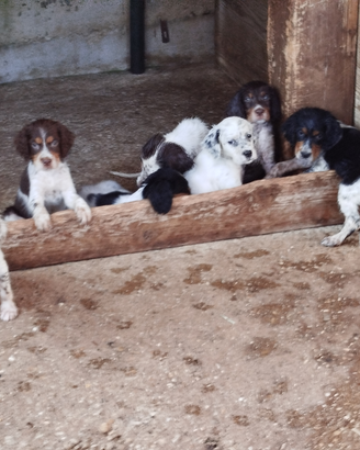 Setter inglesi di 60 giorni