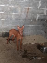 Cirneco