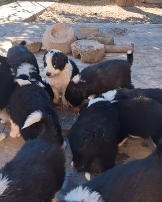Border collie cuccioli RIMBORSO RECUPERO SPESE