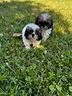 cuccioli-di-shihtzu