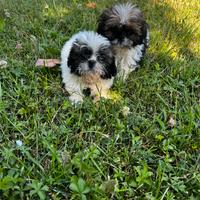 Cuccioli di Shihtzu