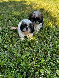 Cuccioli di Shihtzu