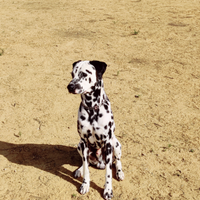 Pongo (dalmata)