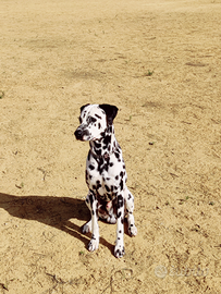 Pongo (dalmata)
