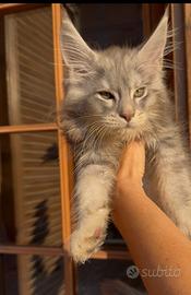 Maine coon cucciolo sylver
