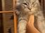 Immagine 1
