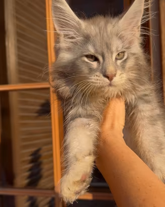 Maine coon cucciolo sylver