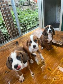 Cuccioli di Segugio Maremmano