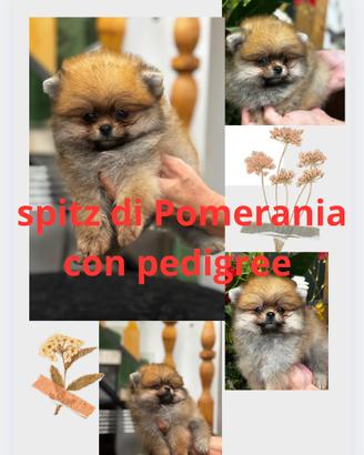 Spitz di Pomerania