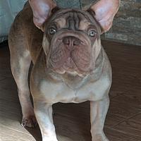 Big rope velvet new shade tan