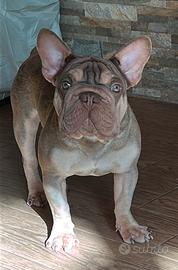 Big rope velvet new shade tan