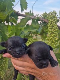 Cuccioli pelo corto Chihuahua