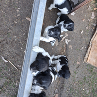 Springer spaniel cuccioli
