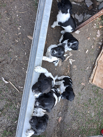 Springer spaniel cuccioli