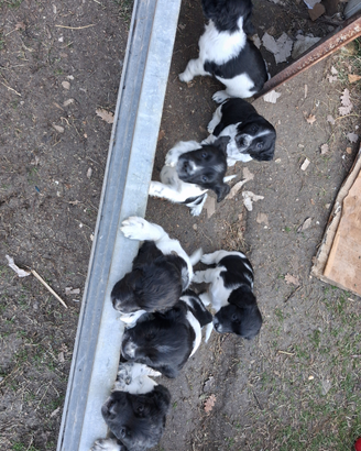 Springer spaniel cuccioli