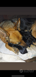 Cuccioli di Pastore tedesco
