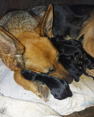 Cuccioli di Pastore tedesco