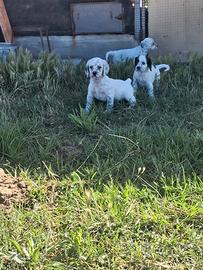 Cuccioli setter con pedegree