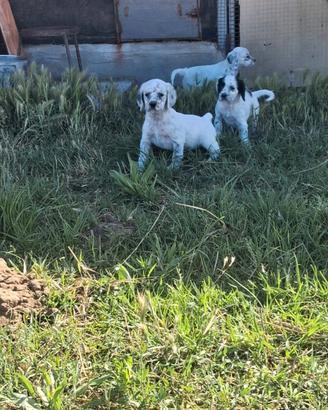 Cuccioli setter con pedegree