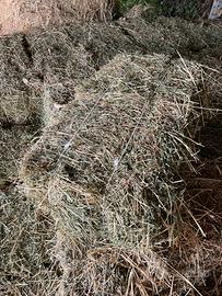 FIENO SECONDO TAGLIO IN BALLETTE