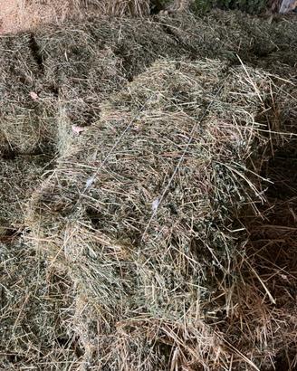 FIENO SECONDO TAGLIO IN BALLETTE