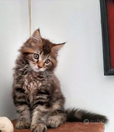 Cucciolo di Maine Coon