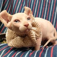 Sphynx canadese