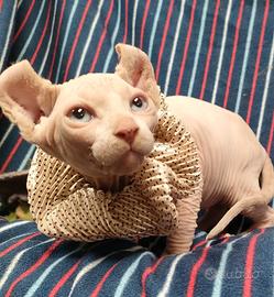 Sphynx canadese