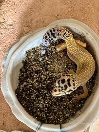 Geco leopardino