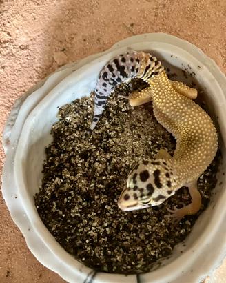 Geco leopardino