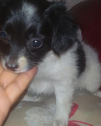 cuccioli di maltese mix volpino ( maschietti)
