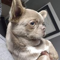 Maschio chihuahua Pedigree ENCI/FCI per MONTA