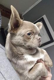 Maschio chihuahua Pedigree ENCI/FCI per MONTA