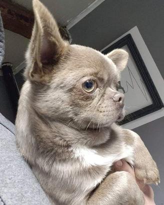 Maschio chihuahua Pedigree ENCI/FCI per MONTA
