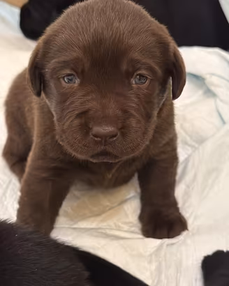 Splendidi cuccioli di Labrador Retriever