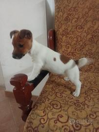 Jack Russell