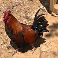 Marans