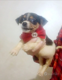 Cuccioli di jackrussell