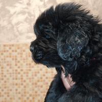 Fantastici cuccioli di Terranova