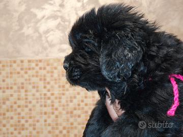 Fantastici cuccioli di Terranova