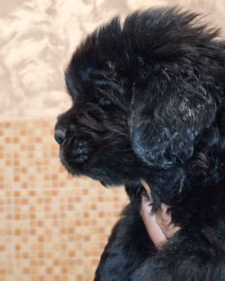 Fantastici cuccioli di Terranova